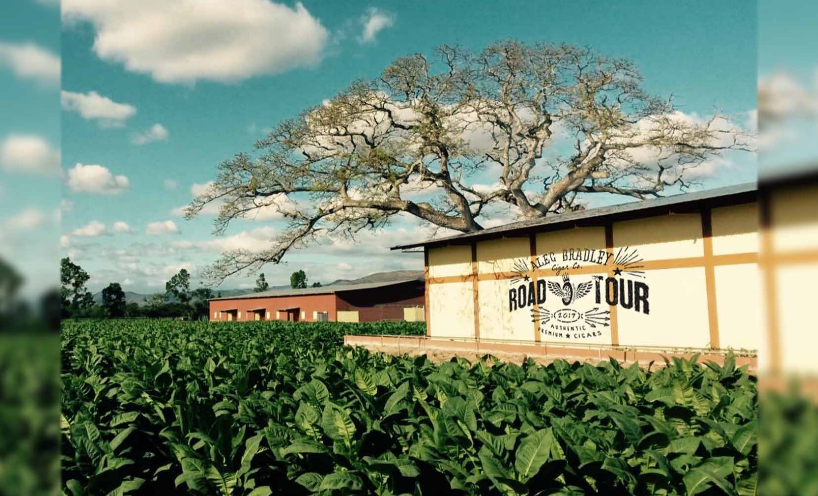 Alec Bradley Merchandise Keilrahmen Road Tour 2017 Motiv Tabac Field