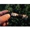 La Palina Black Label Tasting Zweites Drittel