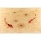Koi Fisch frontal